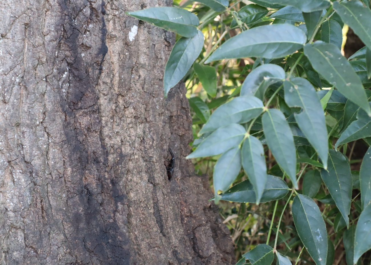 ノコギリクワガタのペア（遠景）_No.3のクヌギ_クワガタ達のオアシス_2023年10月26日14時20分 気温23度